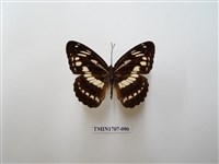 藏品(殘眉線蛺蝶)的圖片